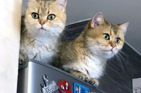 Братьев наших больше: 30 ноября - День домашних животных
