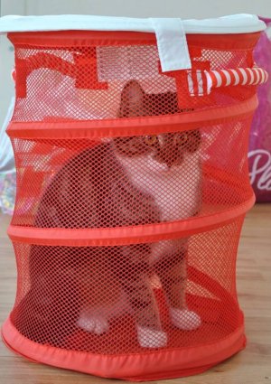 кошка в сетке коробке
