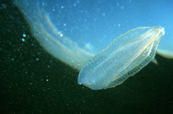 Ученые обнаружили в Каспийском море нового вселенца - гребневик берое