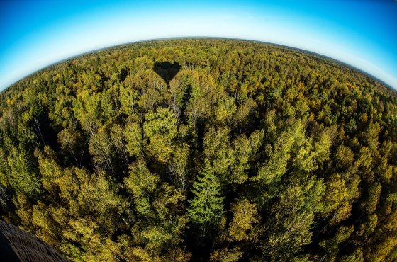 Технику для лесной промышленности будут контролировать из космоса