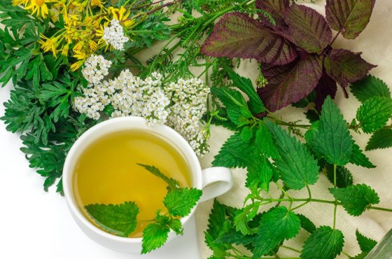 Элитный чай: какие садовые растения сделают напиток полезнее и вкуснее