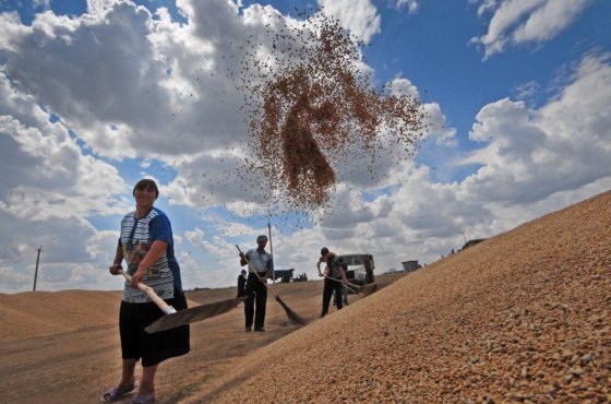 Саратовские сельхозпредприятия переходят на семена отечественной селекции