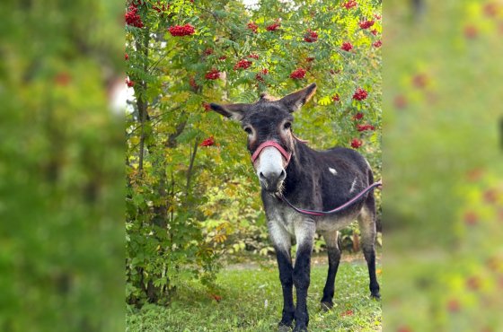 Возивший снаряды ослик Жорик обрел новый дом