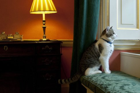 В 2011 году кот Ларри присоединился к правительственной команде. Он получил титул главного мышелова кабинета министров.