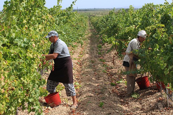 Хозяйственная деятельность крыма. Основные отрасли промышленности крыма. Хозяйственная деятельность крыма. Золотая балка крым виноградари. Сельскохозяйственная специализация крыма карта.