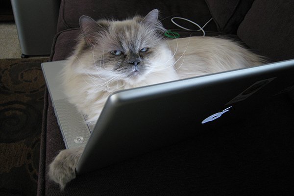 Кот за компьютером