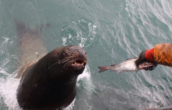 Рыба курильских островов. Вылов рыбы в японии. Рыба курильских островов. Рыба курильских островов. Рыбы дальнего востока.