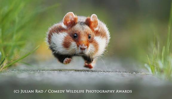 facebook.com/comedywildlifephotoawards