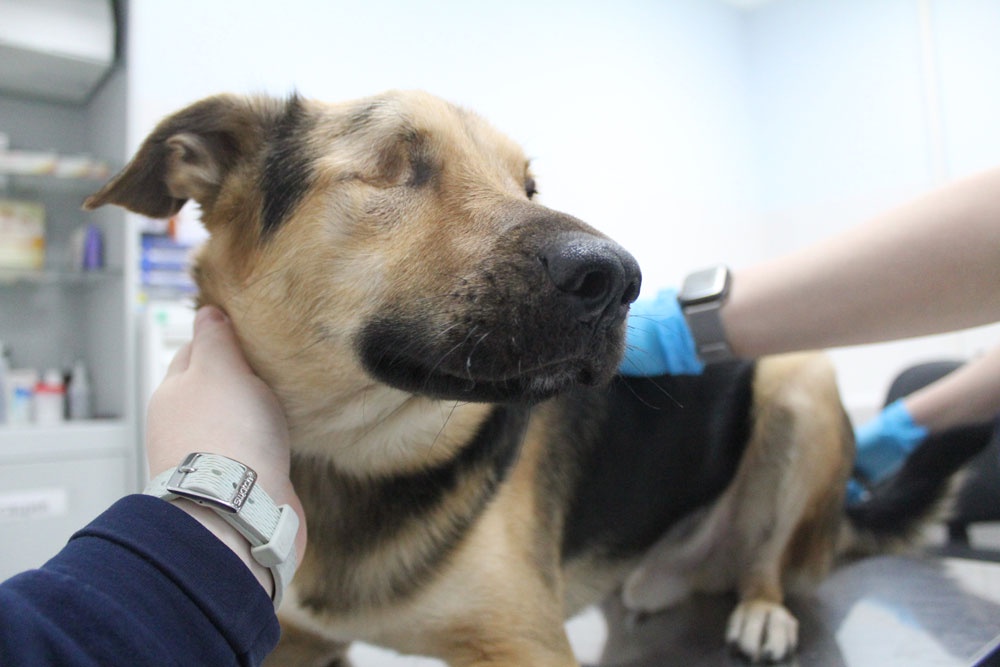 Найдена собака тюмень. Потеряшек собак. Потерялась собака тюмень. Такса тюмень. Потеряшек собак.