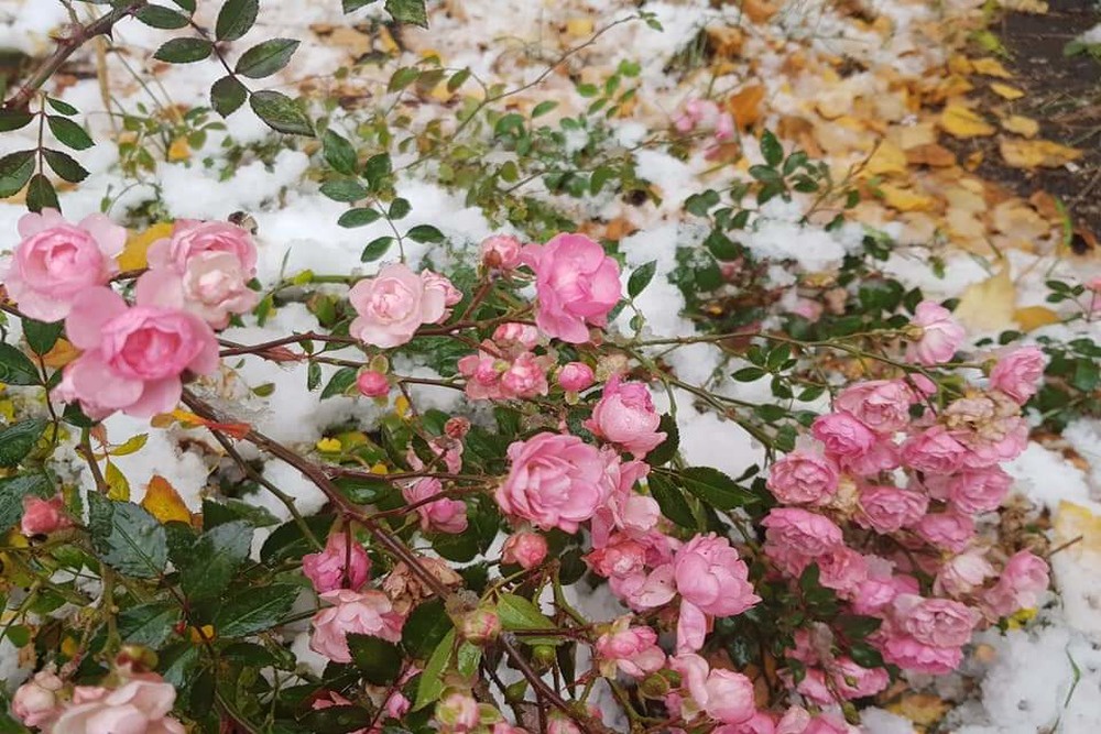 Стойкие розы цветут и в ноябре, пережив недавние снегопады. Стойкие розы цветут и в ноябре, пережив недавние снегопады.