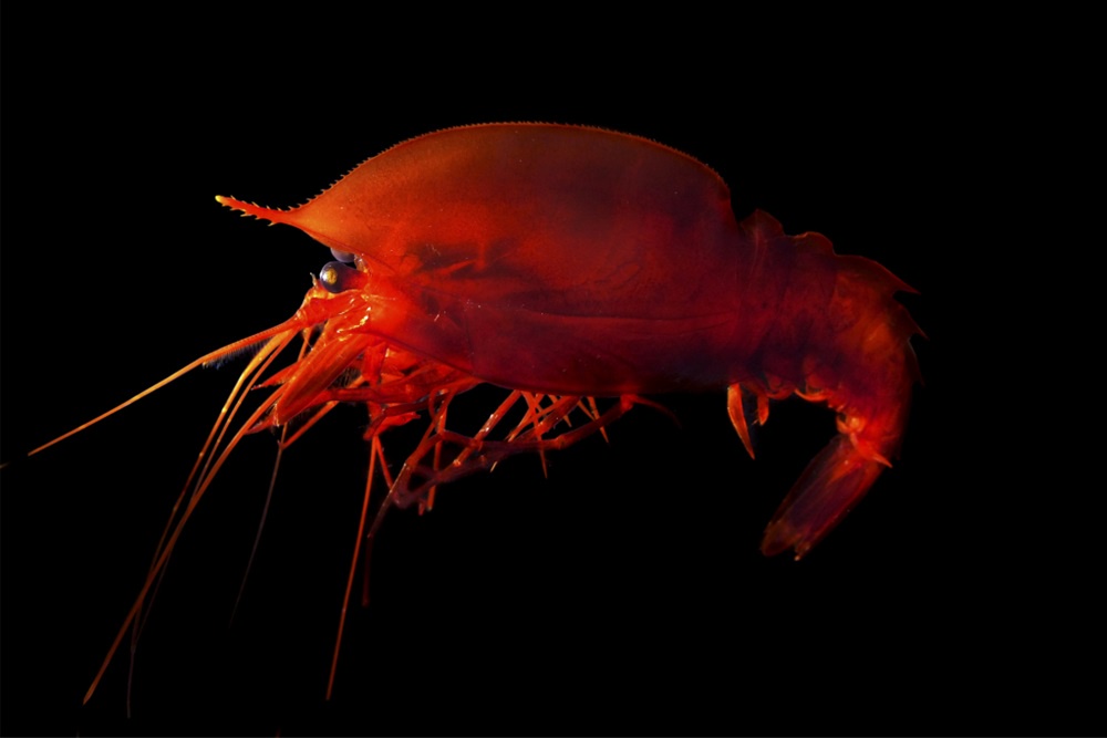 Глубоководная креветка Notostomus - потребитель фитопланктона. Глубоководная креветка Notostomus - потребитель фитопланктона.