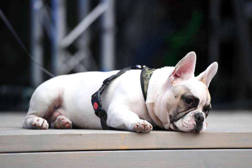 Французский бульдог.
