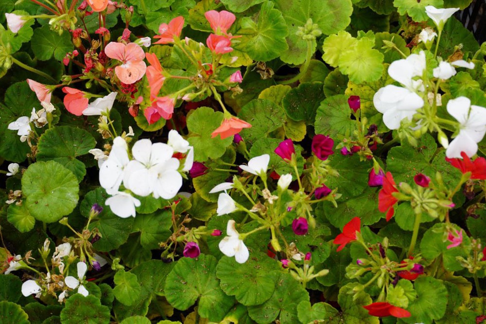 Цветущие клумбы уже радуют оренбуржцев.