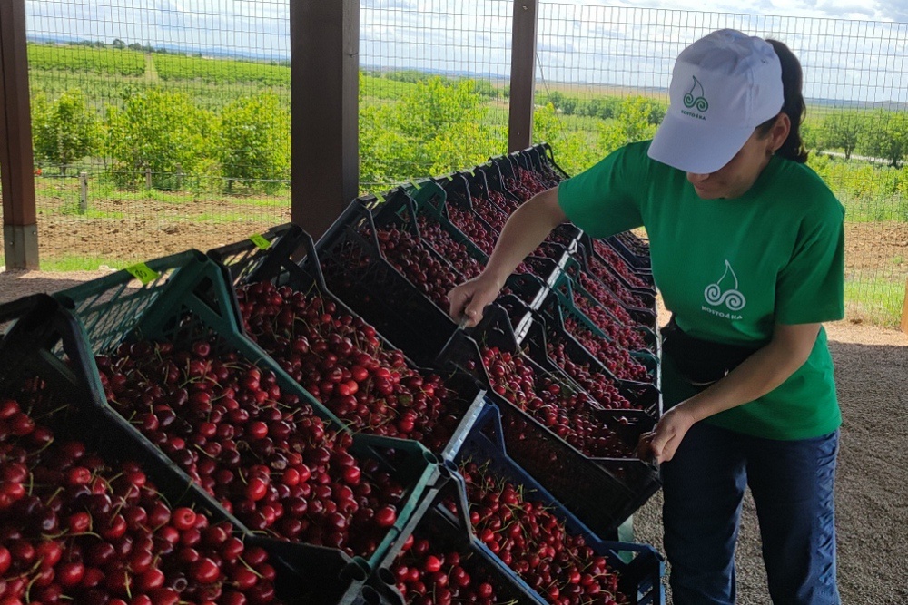 Черешни и вишни в этом году будет меньше, чем в прошлом, что скажется на ценах и качестве местного продукта.