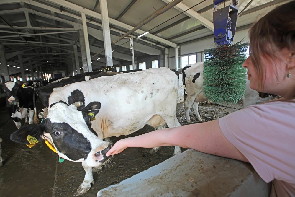 Животные местных пород хотя и менее продуктивны, чем "иностранки", зато реже болеют и дольше живут.