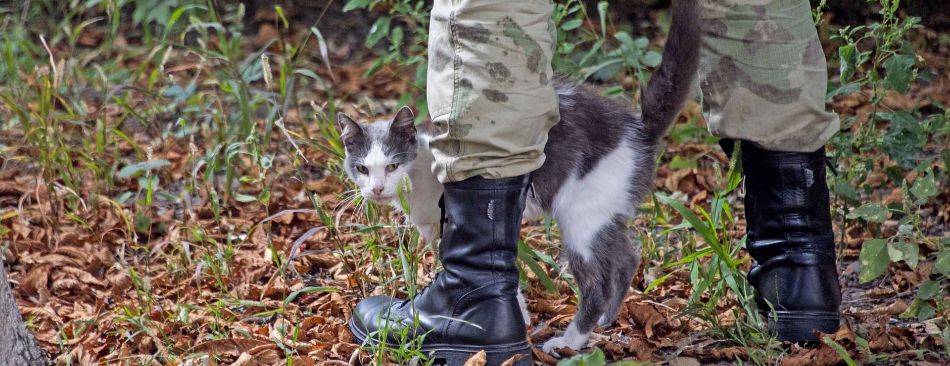 Практически в любом блиндаже можно встретить подобранных бойцами по фронтовым дорогам несчастных домашних животных.