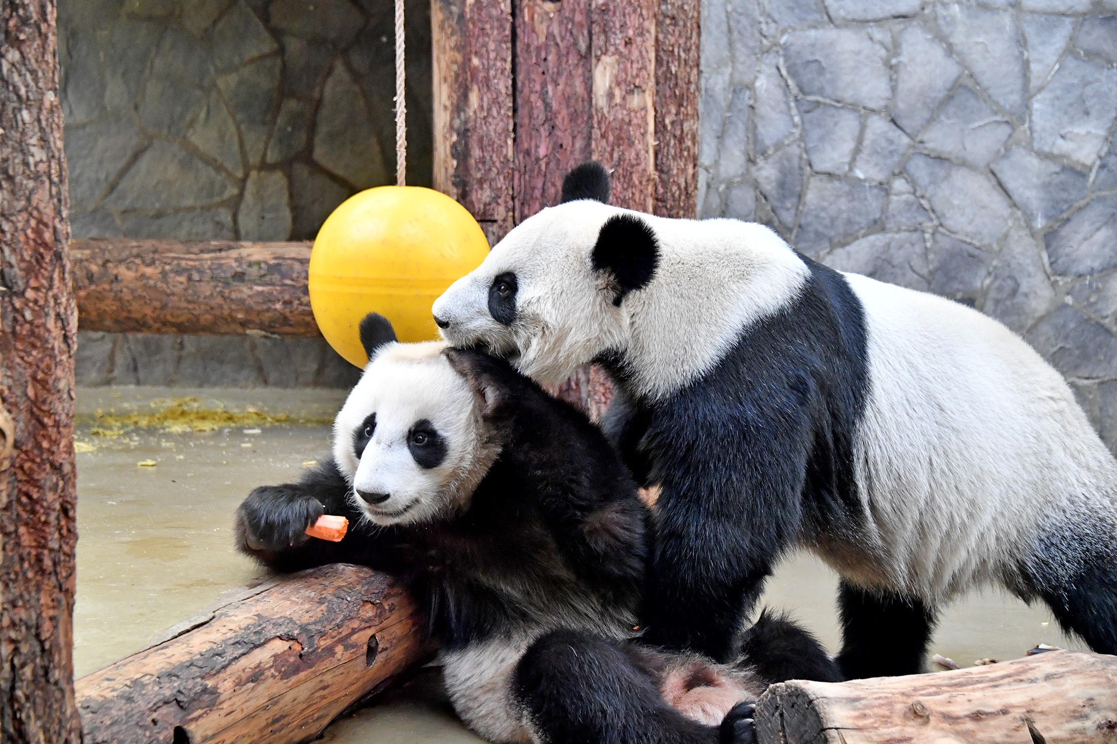 Панды Катюша (слева) и Диндин в вольере Московского зоопарка.
Панды Катюша (слева) и Диндин в вольере Московского зоопарка.