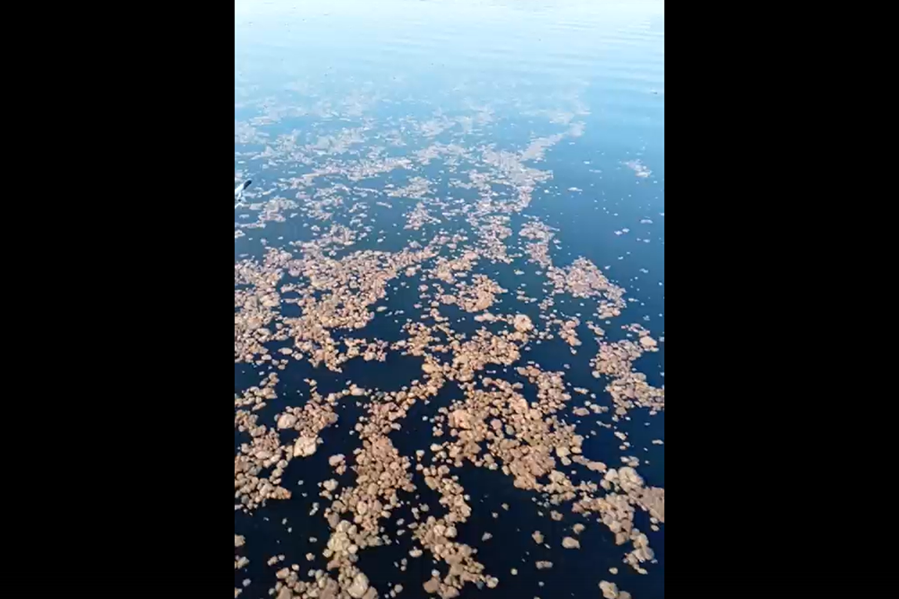 В карельском озере зафиксировали неприятные сгустки и отложения в воде