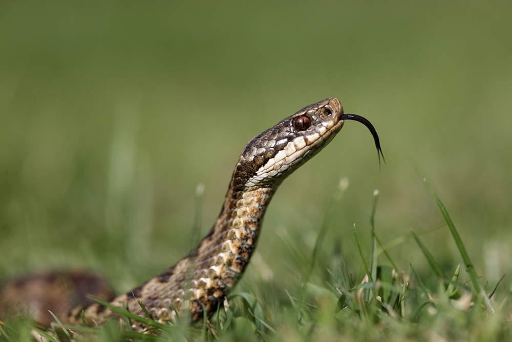 Гадюка достала язык