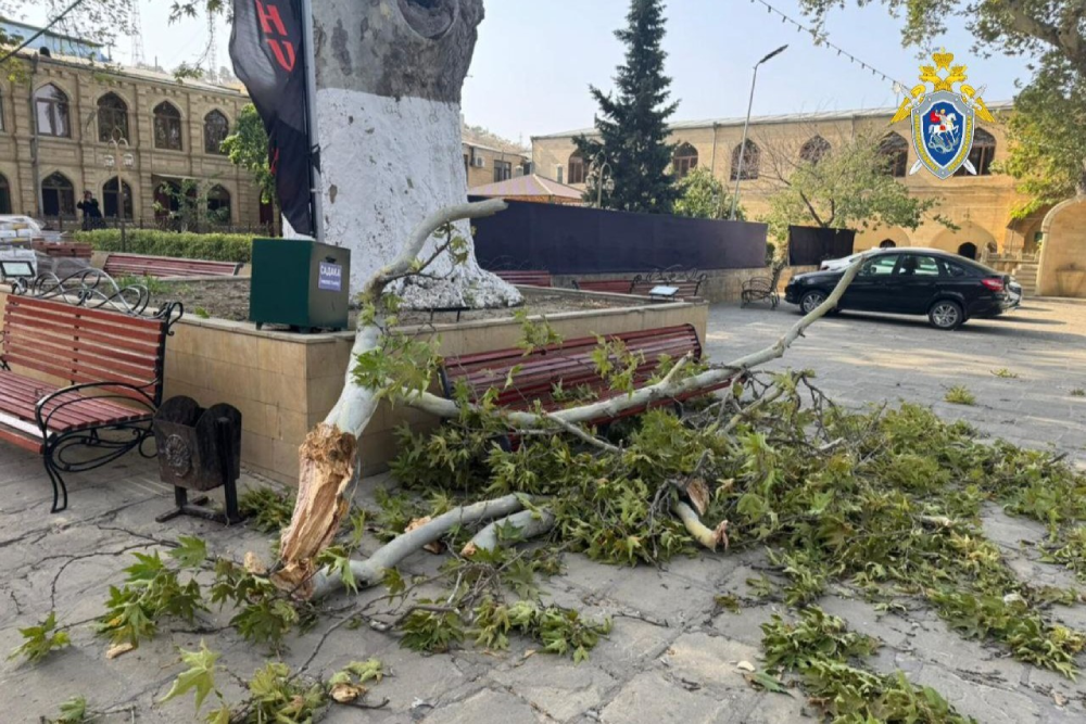 Дерево упало на трех женщин в Дагестане, одна из них погибла