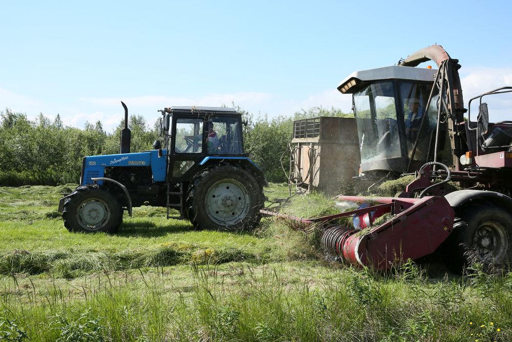 В Арктике можно выращивать прекрасные кормовые культуры, адаптированные для северного климата.