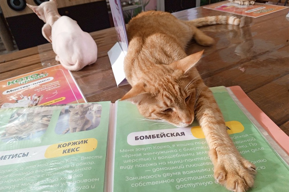 В Сочи появилось котокафе, откуда можно забрать брошенного породистого питомца