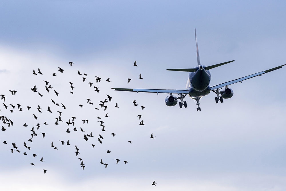 Проверка нашла на 24 мусорных полигонах вблизи аэродромов опасное скопления птиц