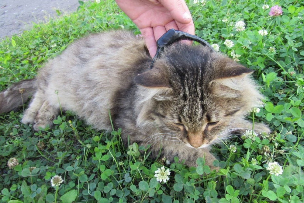 Кот использовался в качестве транспорта для передачи наркотиков в исправительную колонию № 7 Кот использовался в качестве транспорта для передачи наркотиков в исправительную колонию № 7