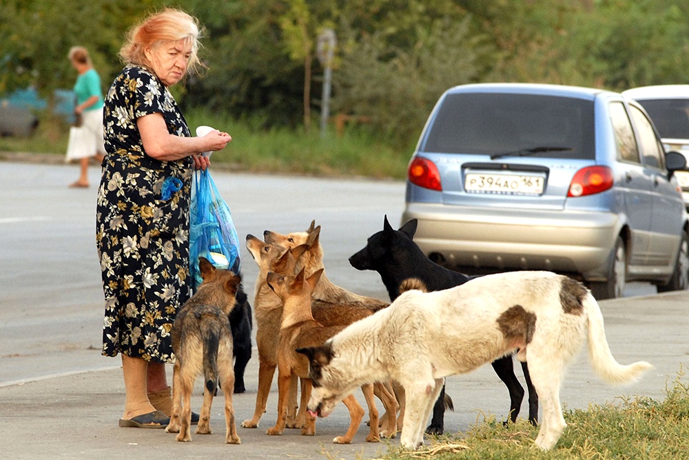 Кто будет штрафовать эту бабушку? Как доказать ее "вину"? К тому же очевидно: если бездомных животных не кормить, они не исчезнут, будут сами добывать себе еду.