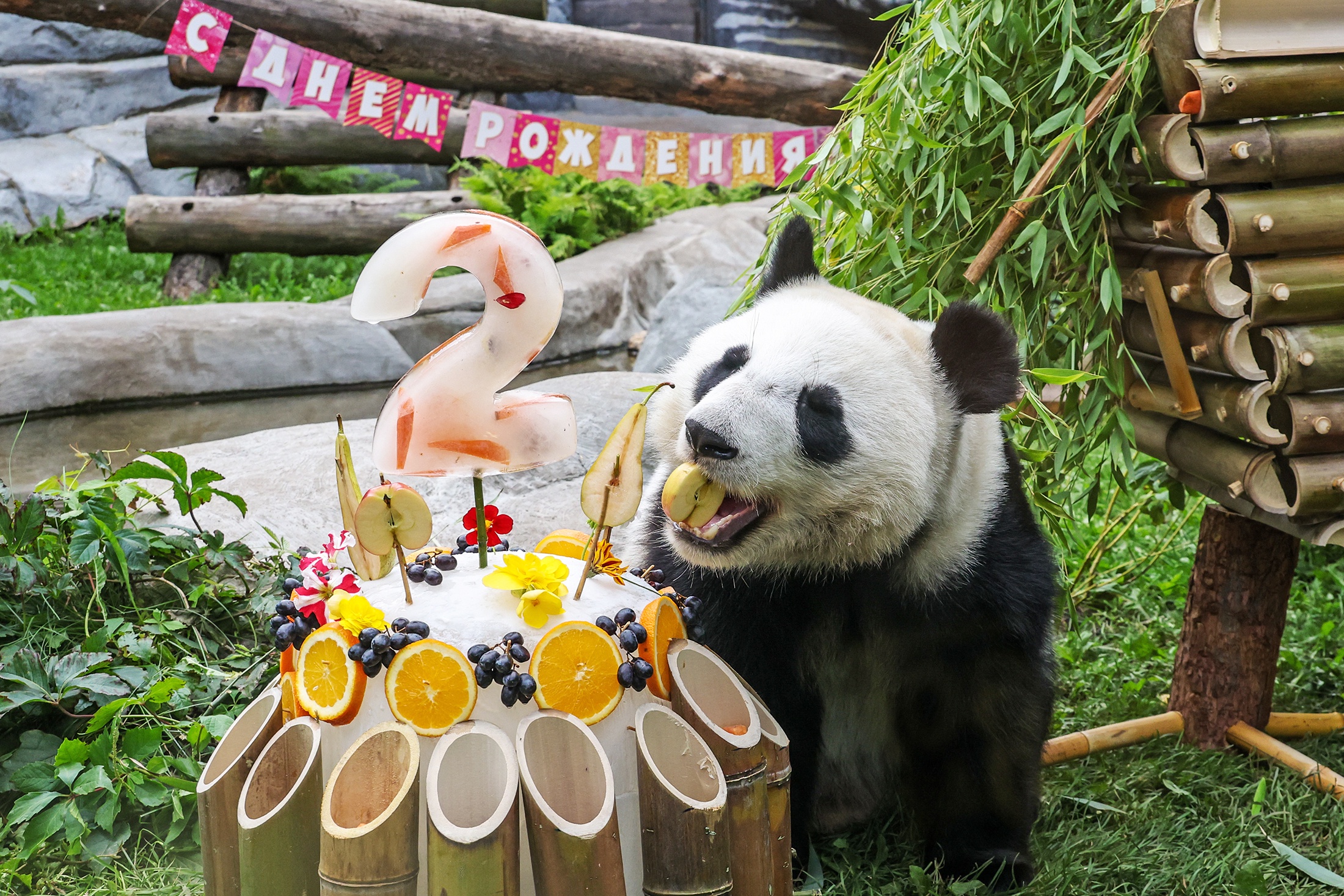Панда Катюша на территории Московского зоопарка во время празднования дня рождения. 