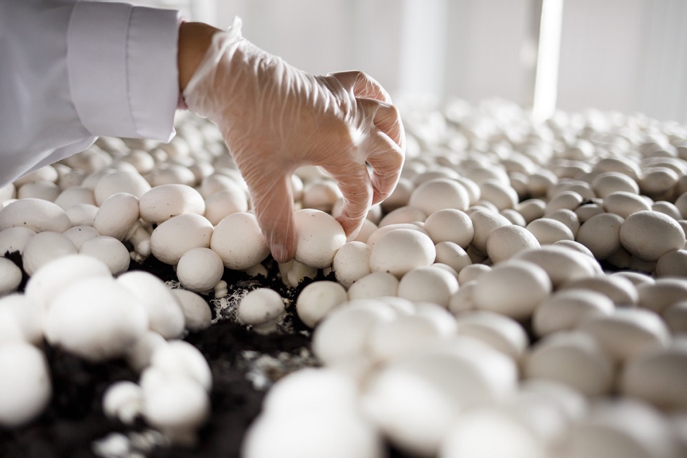 "Грибная радуга" может не построить пятую очередь производства шампиньонов.