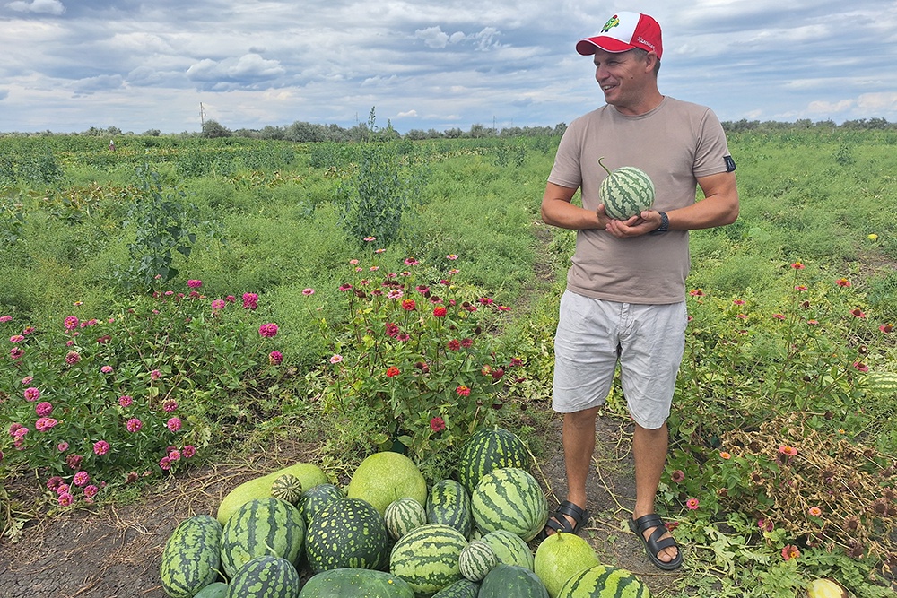 Директор селекционно-семеноводческого предприятия Артем Соколов точно знает, какой арбуз самый сладкий.