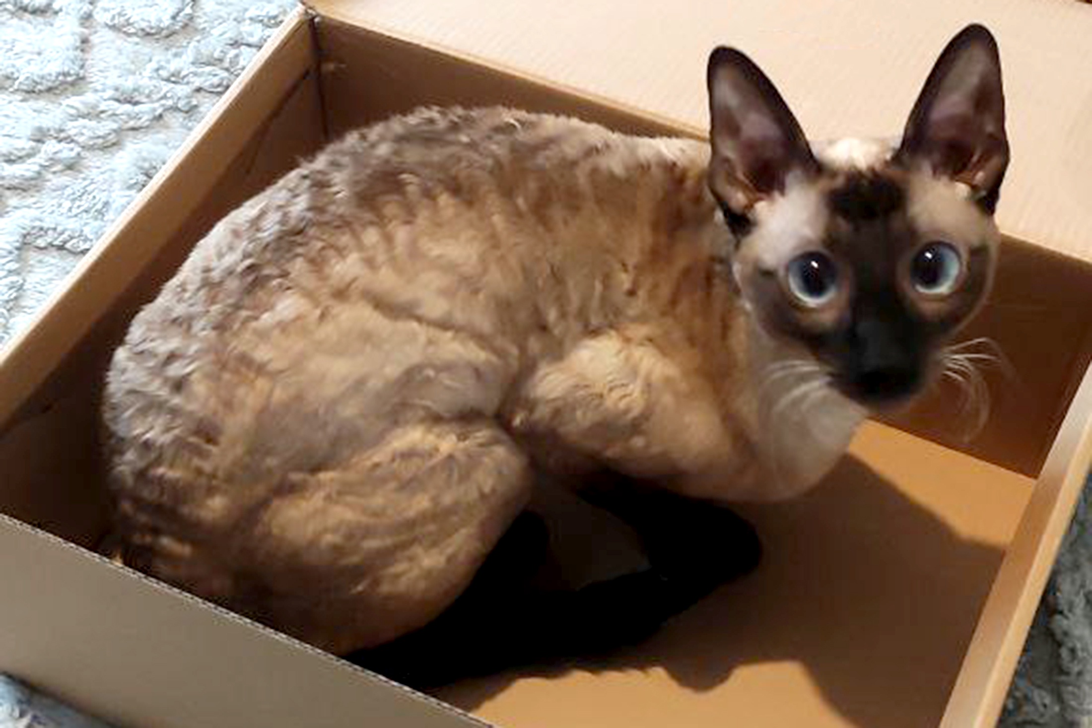 Коробка - важный элемент кошачьего быта, влияющий на психологическое и физическое состояние животного.