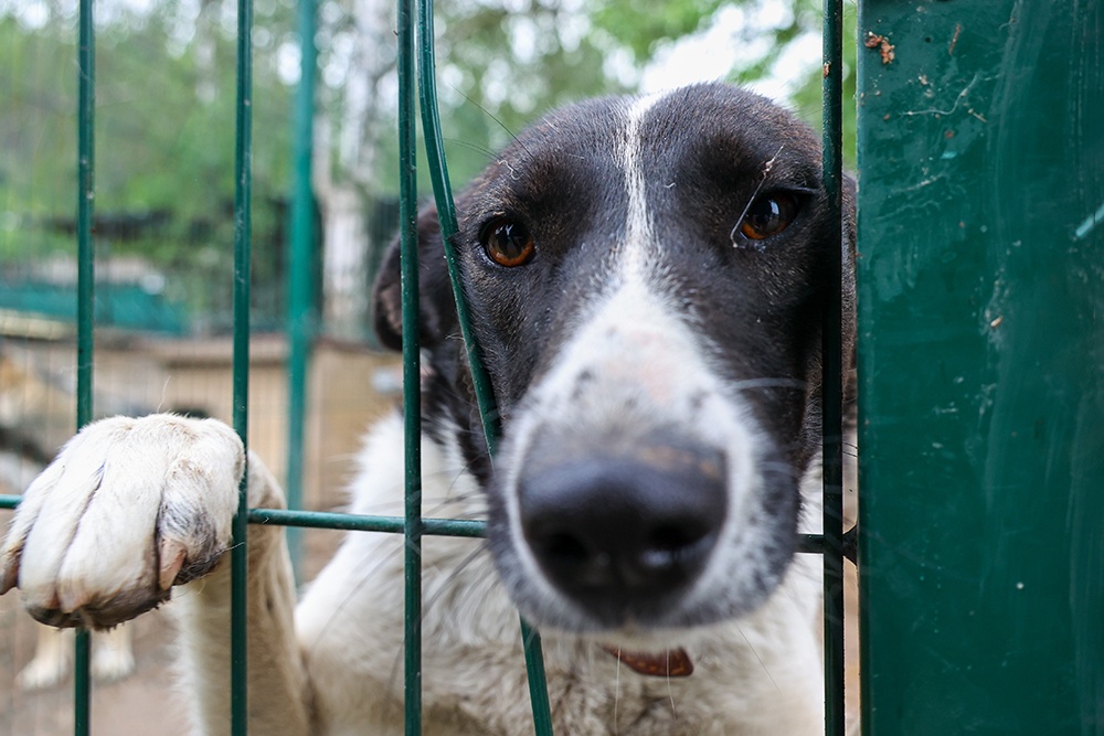 Закон не ограничивает число собак на участках, но хозяева должны соблюдать санитарные нормы.