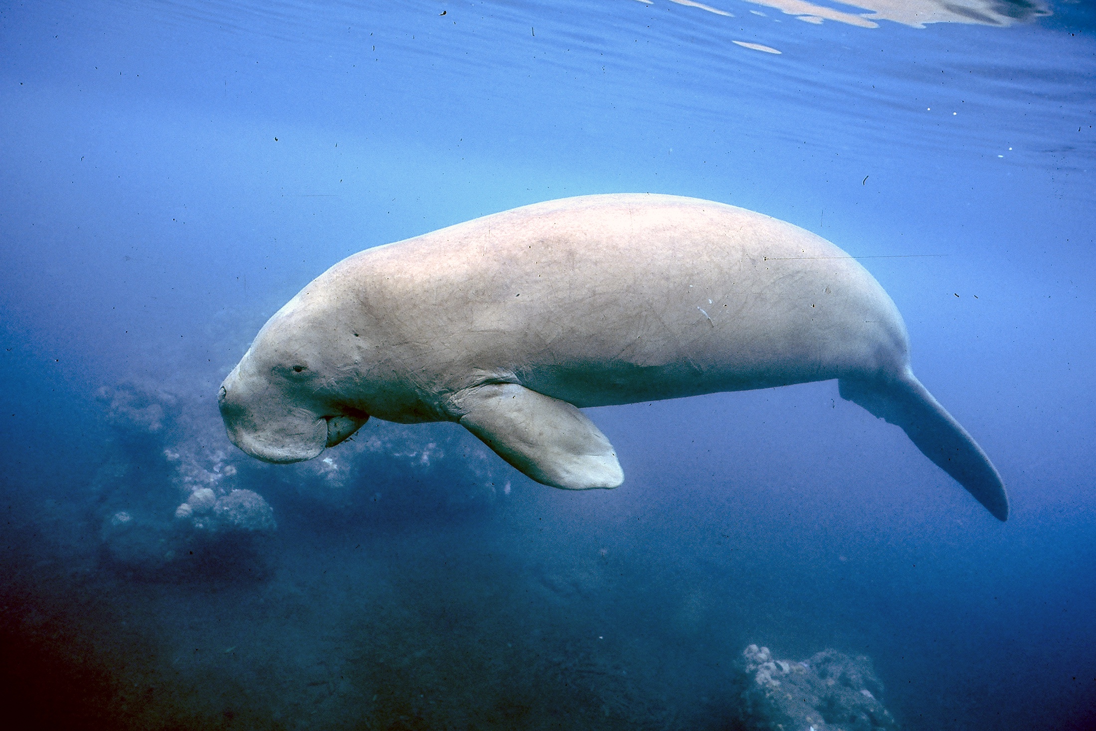 Дюгонь внесен в Красную книгу Международного союза охраны природы как уязвимый вид.