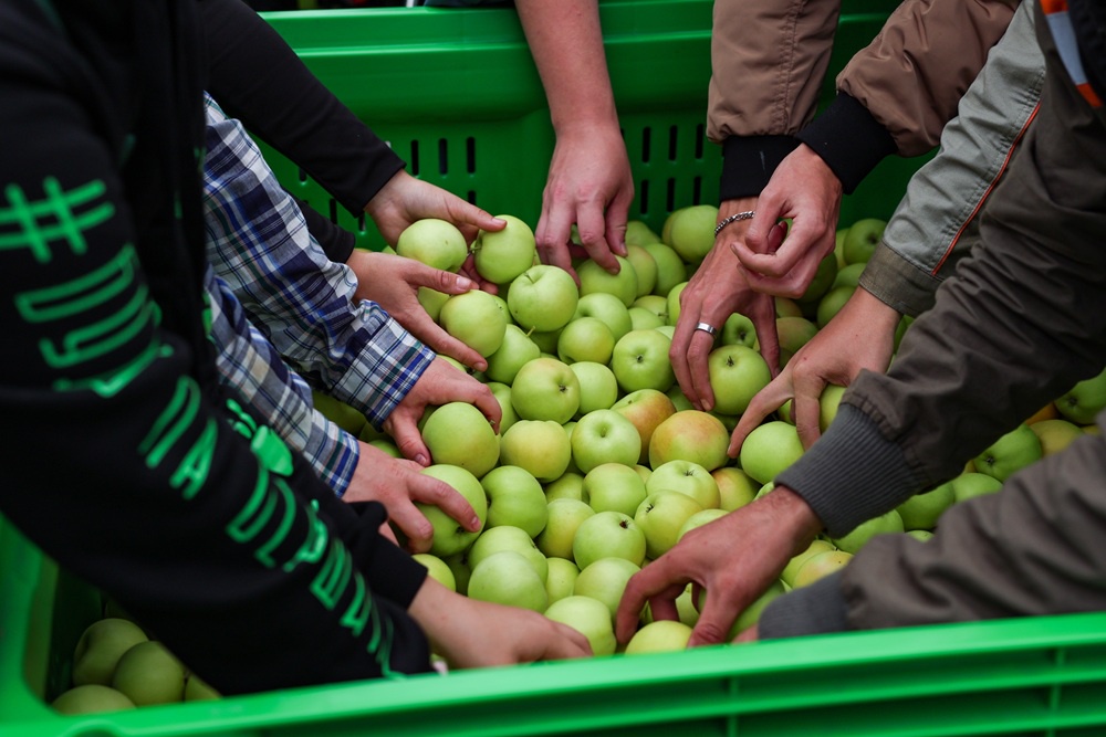 Платить сезонным рабочим готовы 60-100 тысяч рублей в месяц. Но и на эти деньги их сложно найти.