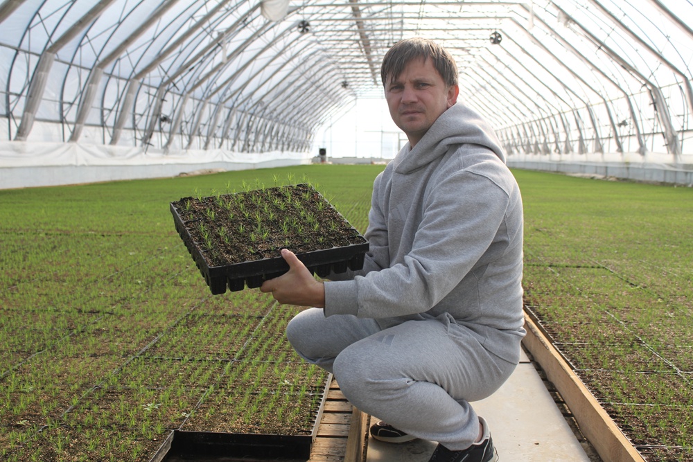 В теплице площадью 1800 квадратных метров в специальных кассетах со спецгрунтом подрастают 750 тысяч крошечных сосенок.