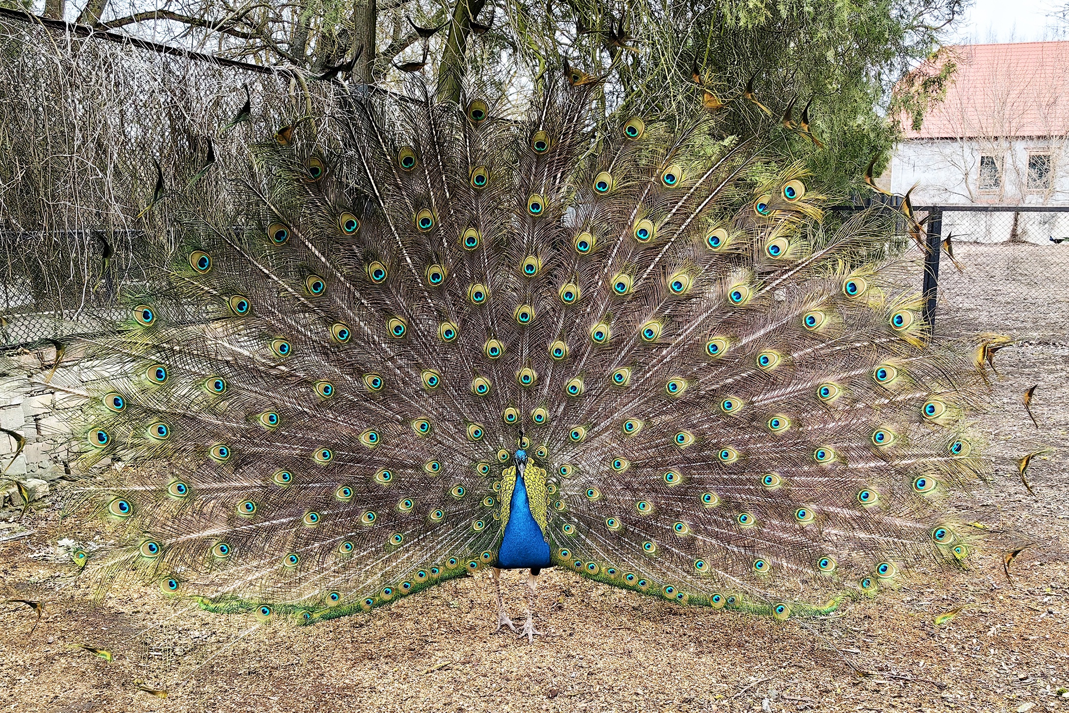 Скважина обеспечит водой не только животных и птиц,
но и растения большого дендрологического парка.