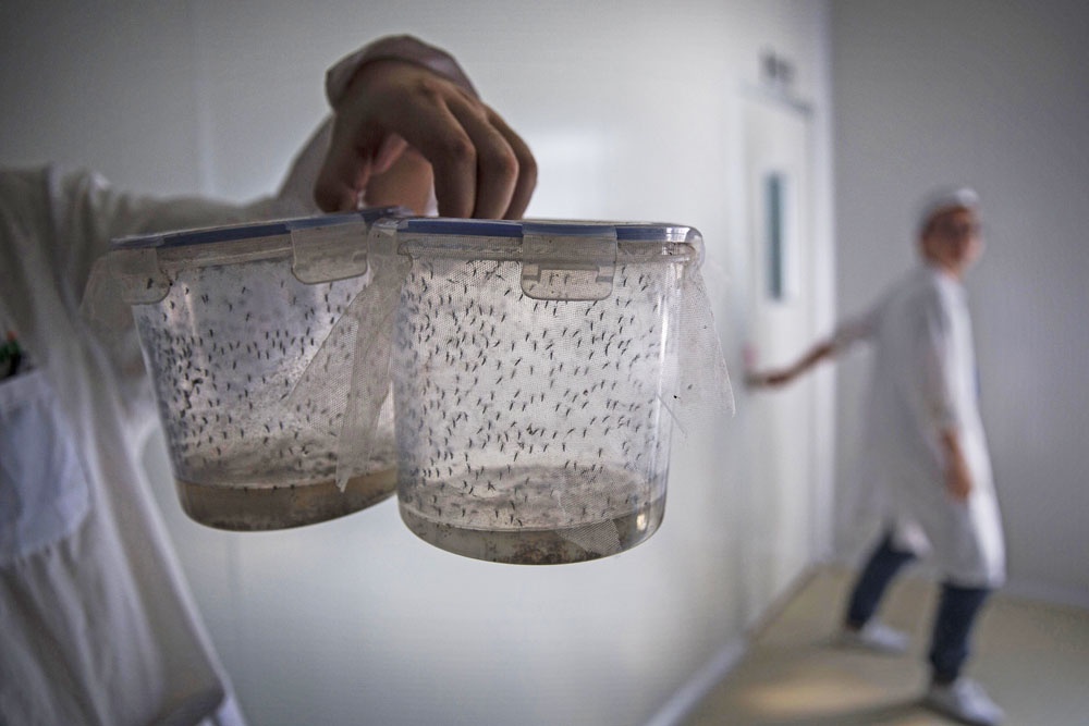 Ученые говорят, что не все комары кровожадны - кусают человека лишь около 200 из 3500 видов.