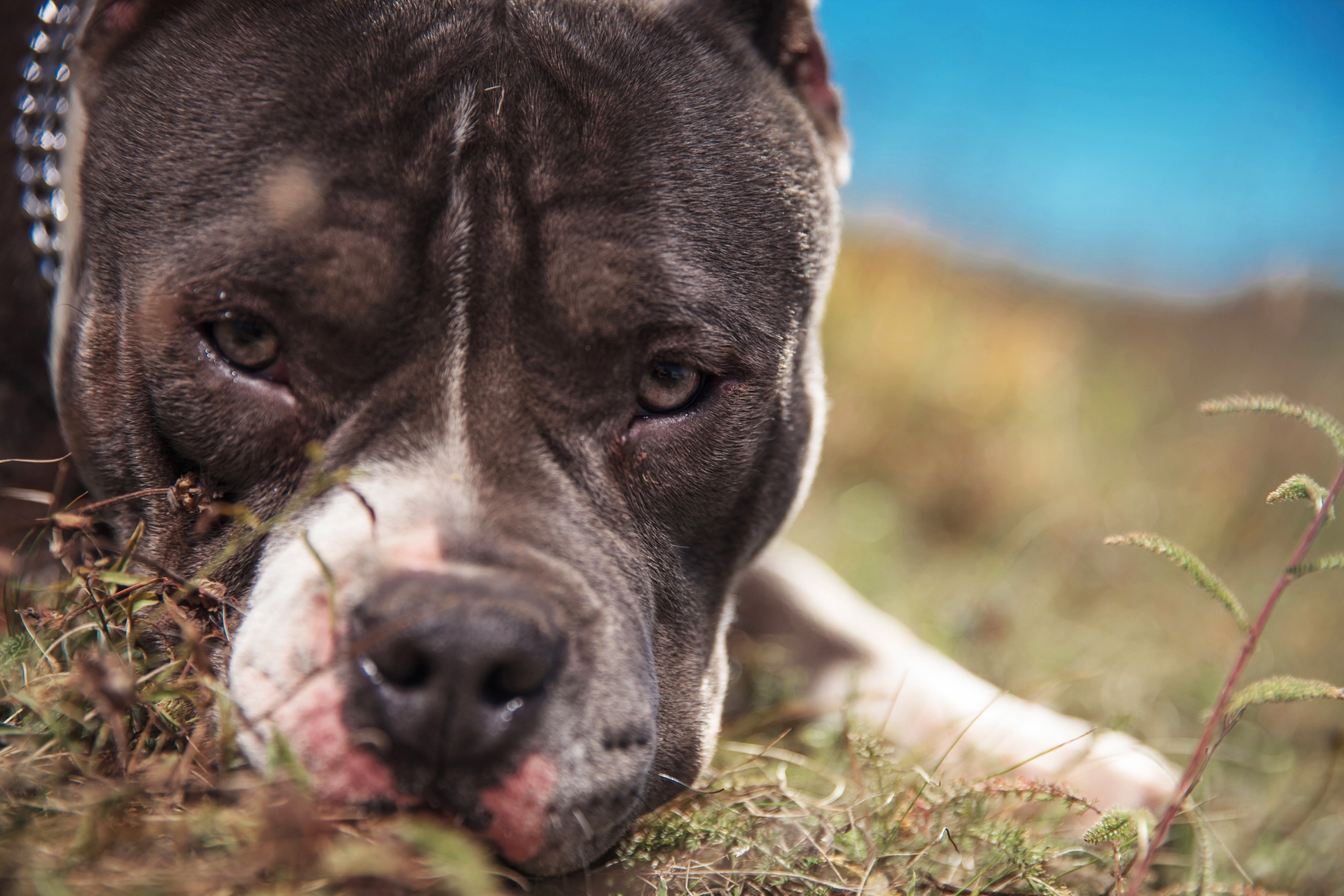 Питбуль мастиф.