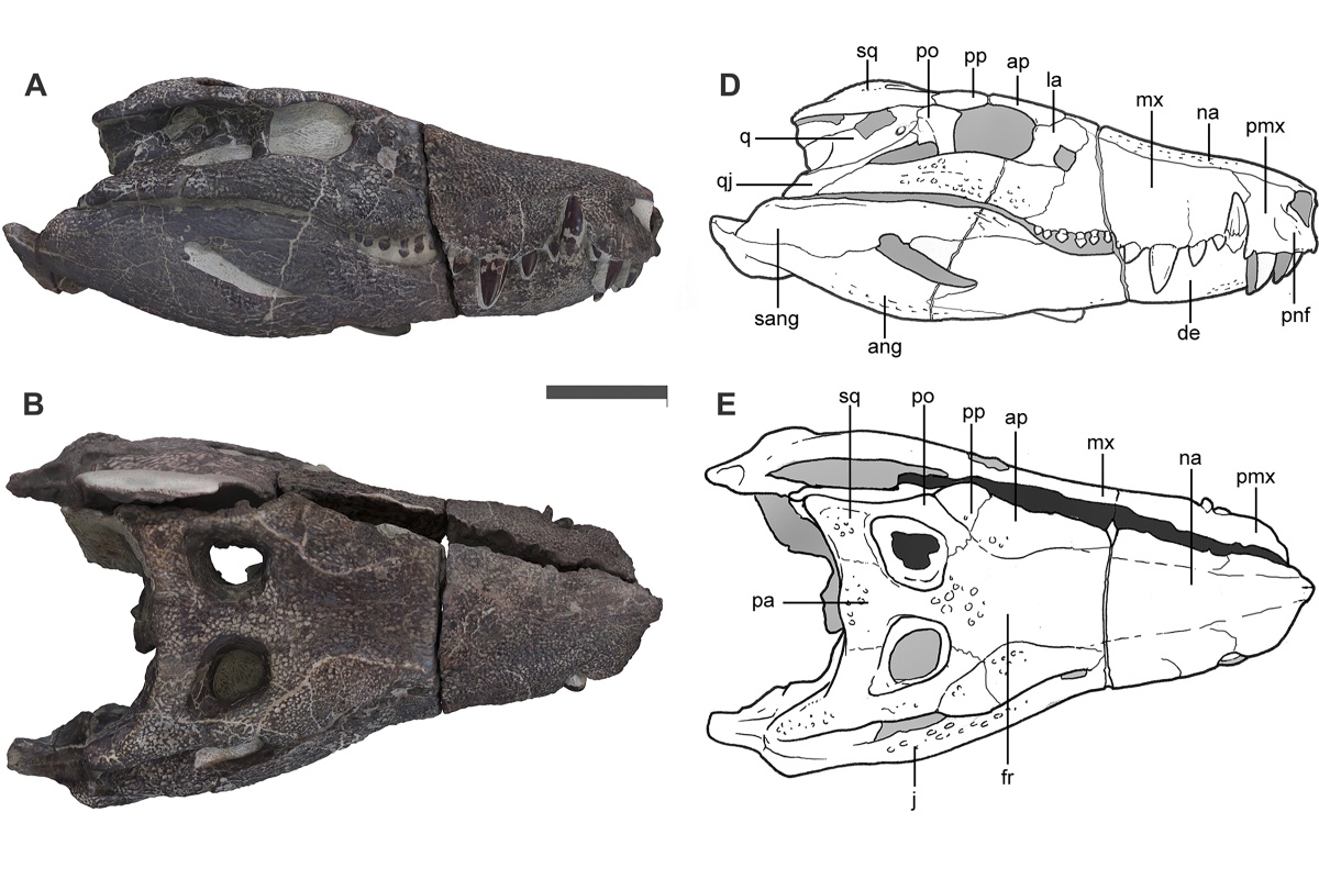 Kostensuchus atrox, вероятно, питался наземными позвоночными среднего размера, в том числе небольшими динозаврами. Kostensuchus atrox, вероятно, питался наземными позвоночными среднего размера, в том числе небольшими динозаврами.