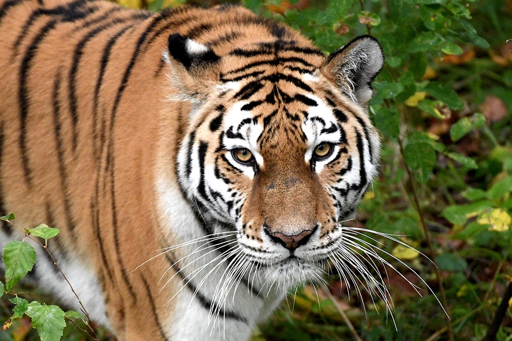 Амурский тигр.