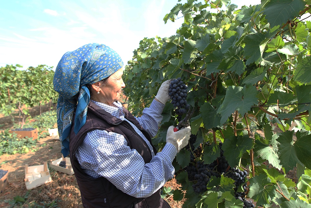 На виноградниках Дагестана созрел отличный урожай солнечных ягод.