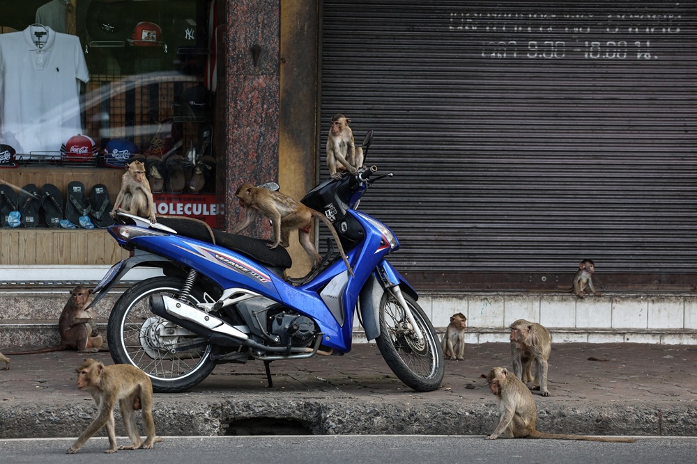 В последние годы численность приматов в Таиланде резко возросла.