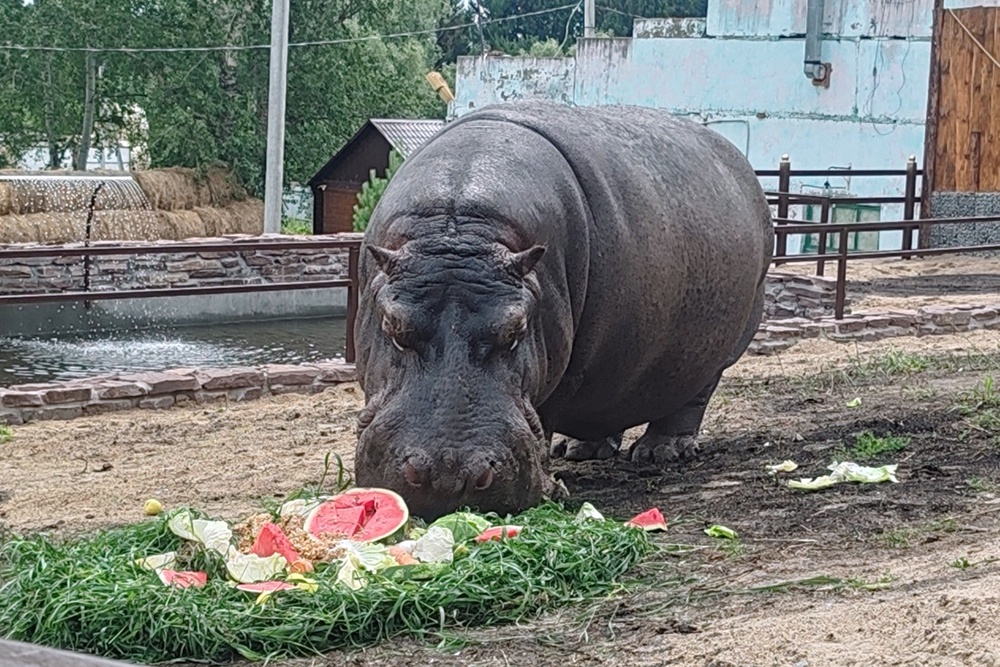 Одно из самых ярких событий-2025 в жизни сельского зоопарка - открытие вольера для гиппопотама Кенига.