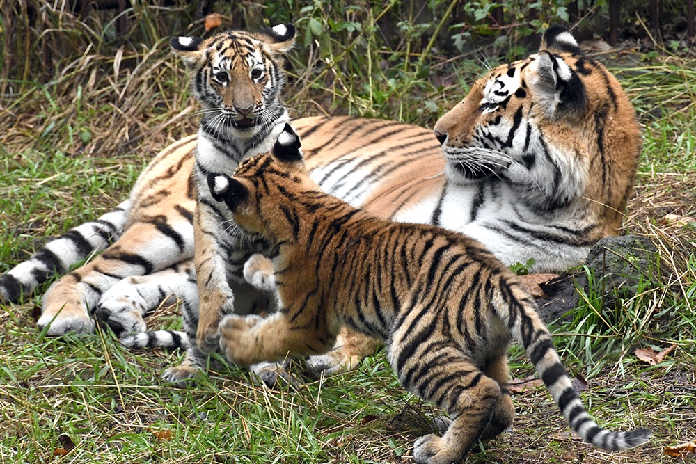 Тигров можно будет наблюдать в их естественной среде обитания.