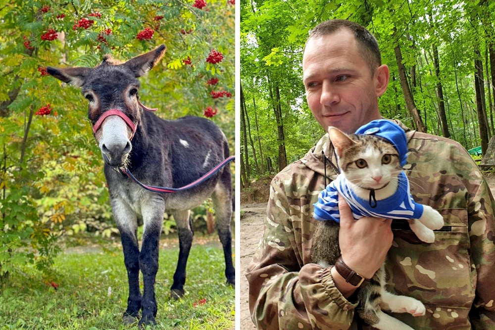 Как в зоне СВО бойцы и животные спасают друг друга