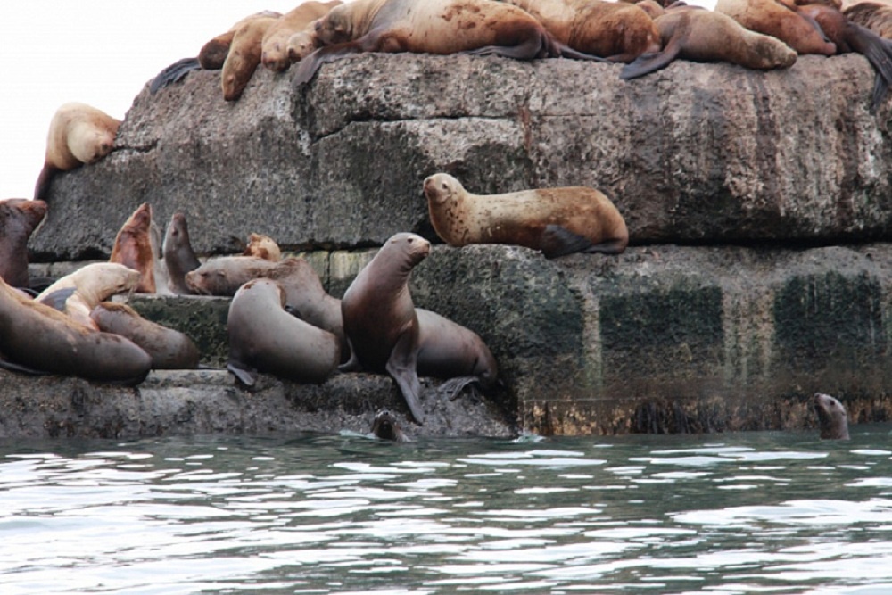 К лежбищу сивучей туристов доставляют организованными группами.