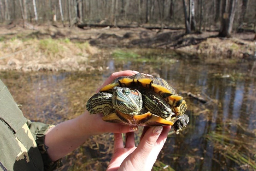 Красноухие черепахи приспособились жить в водоемах средней полосы. 