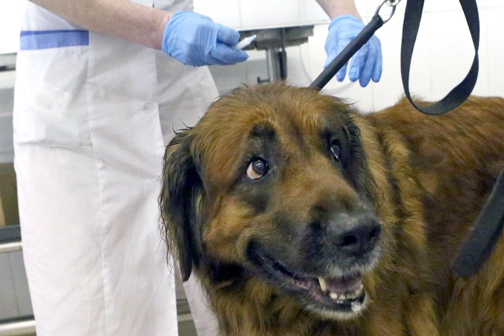 Этот пес вышел на ежедневную прогулку в парк - и заодно получил бесплатную консультацию и прививку.